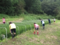8-25 水草取り.JPG